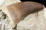 Mosasaur, Enchodus & Shark Tooth - Top Quality Prep #55794-1